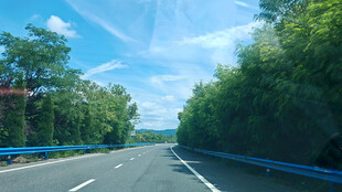公路旁葱郁树林风景