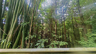 茂密竹林中的自然景致