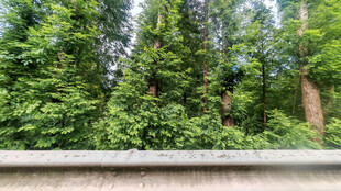 窗外绿意盎然的茂密树林