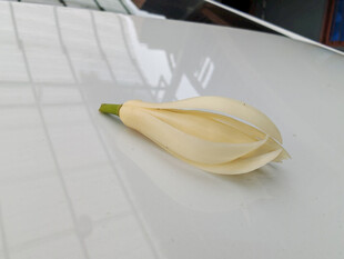 一朵绽放的淡黄色玉兰花