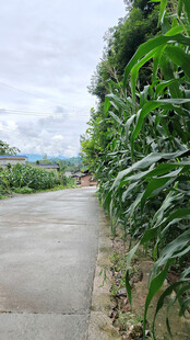 乡间水泥路旁的葱郁绿植