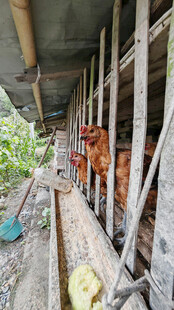 农家鸡舍内的鸡