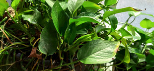 阳光下翠绿繁茂的绿植景观