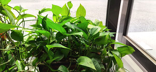 窗边翠绿生机勃勃的绿萝