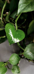 翠绿心形叶片绿萝特写