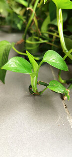 绿萝幼苗