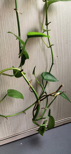 垂吊绿植藤蔓特写