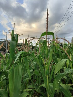 田野中的玉米与天空景象