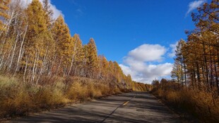 秋日林间路