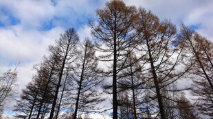 挺拔杉树映蓝天