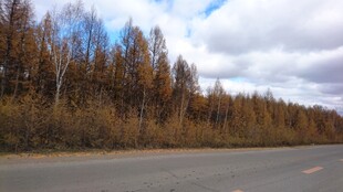 公路旁的秋日树林景观