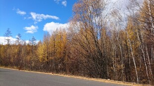 秋日公路旁的斑斓树林
