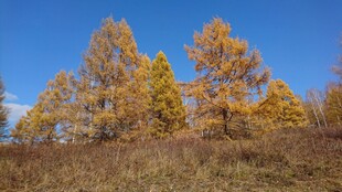 秋日金黄树林美景