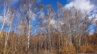 秋日白桦林美景