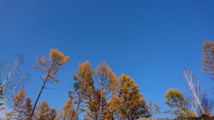 蓝天映衬下的金黄树木