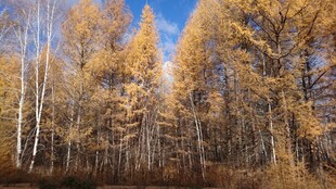 秋日金黄树林美景