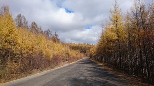 秋日林间公路美景