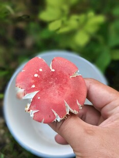 红蘑菇
