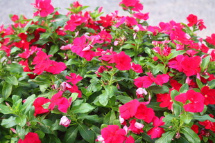 长春花