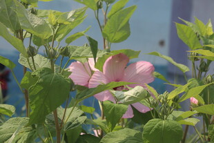 芙蓉葵