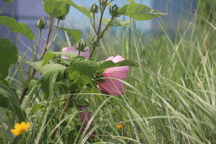 芙蓉葵