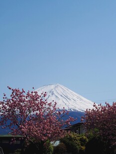 富士山下烂漫樱花绽放
