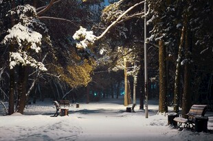 冬日雪后静谧的林间公园