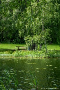 湖畔绿意盎然的静谧景致