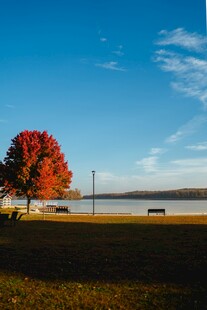 秋日湖畔独树美景