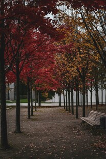 秋日红叶林荫道美景