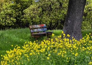 树下长椅旁的烂漫黄花