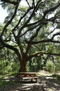 古老大树下的休闲长椅