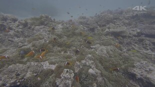 雾中荒野地貌景观
