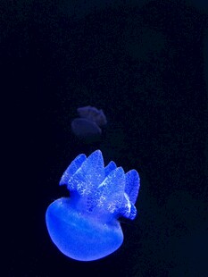水母