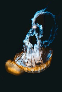 水母