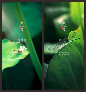 节气大暑