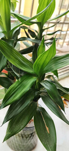 翠绿盆栽富贵竹生机盎然