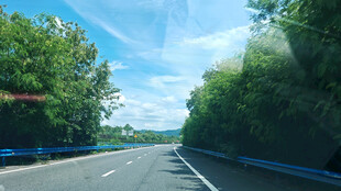 公路旁绿意盎然的树林