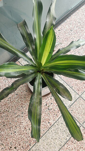 室内绿植条纹龙血树