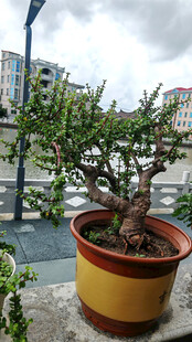 精致盆景置于多彩花盆中