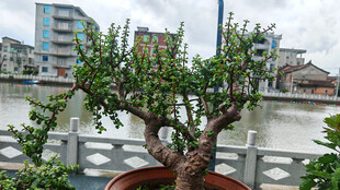 河畔盆景多肉金枝玉叶