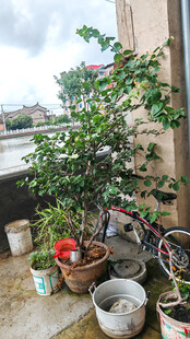 屋顶上的多彩盆栽世界