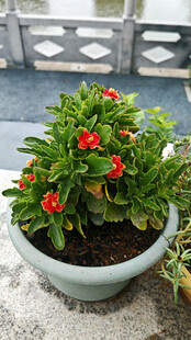 盆栽绿植绽放鲜艳红花