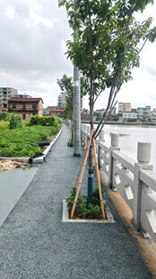 河边步道旁的绿树景观