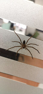 磨砂玻璃墙角落的黑蜘蛛