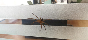 室内磨砂玻璃上的大蜘蛛