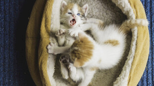 两只小猫在窝里玩耍