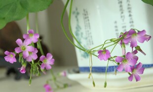 精致粉色小花绽放