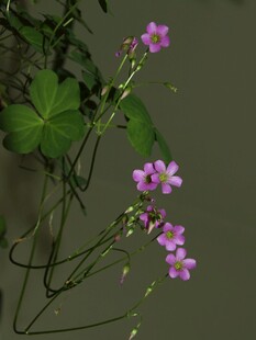 紫色小花绽放于绿叶间