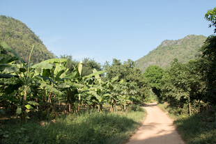 山间小径 绿意盎然的风景